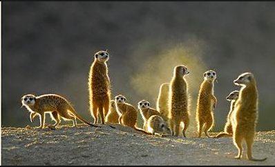 meerkat manor